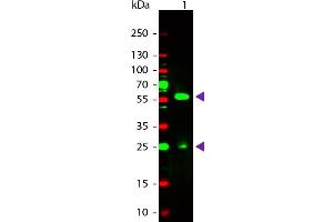 Western Blot of Rabbit anti-Biotin Rhodamine Conjugated Antibody. (Biotin 抗体  (Rhodamine))