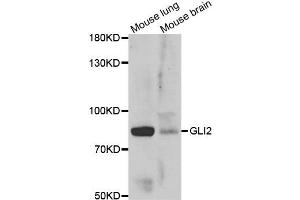 Western blot analysis of extracts of various  tissues, using GLI2 antibody.