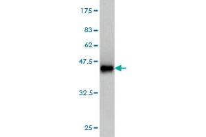 Western Blot detection against Immunogen (37. (MAPKAP Kinase 3 抗体  (AA 272-382))