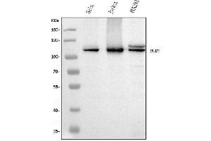 Western blot analysis of MCM6 using anti-MCM6 antibody (ABIN7600036). (MCM6 抗体  (AA 14-821))