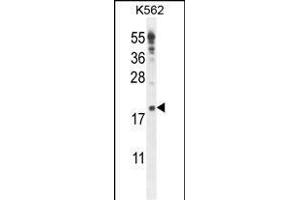 IQCJ Antibody (C-term) (ABIN654864 and ABIN2844523) western blot analysis in K562 cell line lysates (35 μg/lane). (IQCJ 抗体  (C-Term))