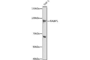 Western blot analysis of extracts of THP-1 cells, using R Rabbit mAb (ABIN7269840) at 1:1000 dilution. (RALBP1 抗体)