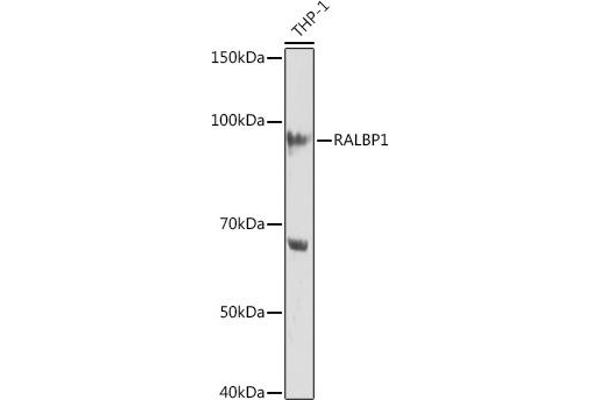 RALBP1 抗体