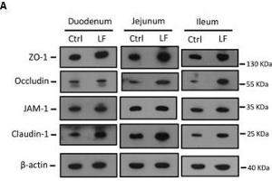 Western Blotting (WB) image for anti-Occludin (OCLN) (AA 263-522) antibody (ABIN6144996)