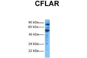 Host:  Rabbit  Target Name:  CFLAR  Sample Tissue:  Human HepG2  Antibody Dilution:  1. (FLIP 抗体  (N-Term))