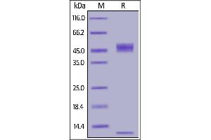 Biotinylated Mouse FCGRT&B2M Heterodimer Protein, His,Avitag (BLI verified) on  under reducing (R) condition.
