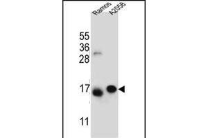 EIF5AL1 Antibody (C-term) (ABIN655925 and ABIN2845320) western blot analysis in Ramos, cell line lysates (35 μg/lane).