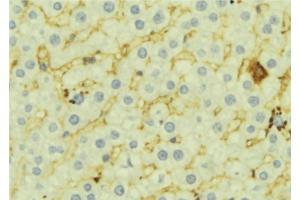 ABIN6276946 at 1/100 staining Mouse liver tissue by IHC-P. (FMO3 抗体  (N-Term))