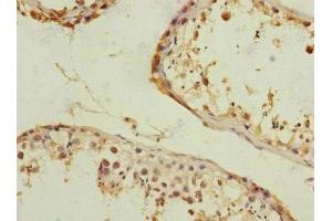 Immunohistochemistry of paraffin-embedded human testis tissue using ABIN7167095 at dilution of 1:100 (RanBP3 抗体  (AA 1-250))