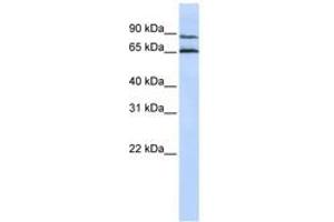 Image no. 1 for anti-G Protein-Coupled Receptor 75 (GPR75) (AA 468-517) antibody (ABIN6742345) (GPR75 抗体  (AA 468-517))