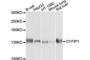 Western blot analysis of extract of various cells, using CYFIP1 antibody. (CYFIP1 抗体)