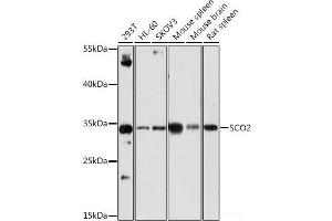 Western blot analysis of extracts of various cell lines using SCO2 Polyclonal Antibody at dilution of 1:1000. (SCO2 抗体)