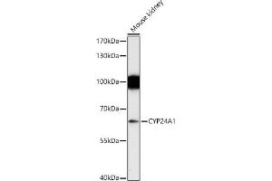 Western blot analysis of extracts of Mouse kidney, using CYP24 antibody (805) at 1:1000 dilution. (CYP24A1 抗体  (AA 36-448))