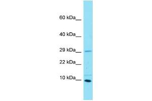 Host: Rabbit Target Name: C16orf55 Sample Type: MCF7 Whole Cell lysates Antibody Dilution: 1. (SPATA33 抗体  (N-Term))