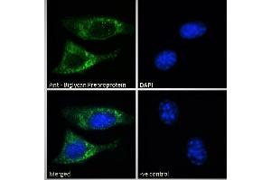 ABIN334359 Immunofluorescence analysis of paraformaldehyde fixed NIH3T3 cells, permeabilized with 0. (Biglycan 抗体  (C-Term))