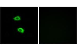 Immunofluorescence (IF) image for anti-Olfactory Receptor, Family 51, Subfamily B, Member 5 (OR51B5) (AA 200-249) antibody (ABIN2891121) (OR51B5 抗体  (AA 200-249))