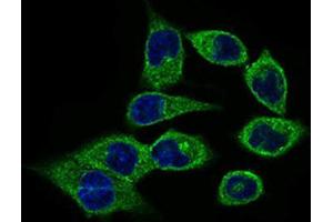 Immunocytochemistry (ICC) image for anti-Calmegin (CLGN) (AA 249-405) antibody (ABIN1843005) (Calmegin 抗体  (AA 249-405))