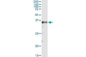 Immunoprecipitation of MSX2 transfected lysate using anti-MSX2 monoclonal antibody and Protein A Magnetic Bead , and immunoblotted with MSX2 MaxPab rabbit polyclonal antibody. (Msx2/Hox8 抗体  (AA 1-133))