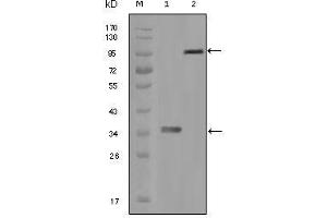 Western Blot showing HCK antibody used against truncated HCK recombinant protein (1) and full-length HCK-GFP transfected CHO-K1 cell lysate (2). (HCK 抗体)