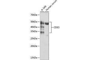 Western blot analysis of extracts of various cell lines, using CD63 antibody (ABIN7266210) at 1:1000 dilution. (CD63 抗体)