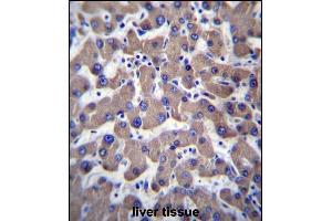 T Antibody (C-term) (ABIN656935 and ABIN2846127) immunohistochemistry analysis in formalin fixed and paraffin embedded human liver tissue followed by peroxidase conjugation of the secondary antibody and DAB staining. (Transmembrane Protein 70 (TMM70) (AA 231-260), (C-Term) 抗体)