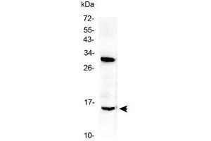 Western blot testing of rat brain lysate with ID2 antibody at 0. (Id2 抗体  (AA 86-120))