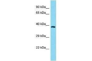 Western Blotting (WB) image for anti-Olfactory Receptor, Family 11, Subfamily A, Member 1 (OR11A1) (C-Term) antibody (ABIN2774508)