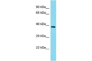 Host: Rabbit Target Name: OR11A1 Sample Type: HT1080 Whole Cell Lysate lysates Antibody Dilution: 1. (OR11A1 抗体  (C-Term))
