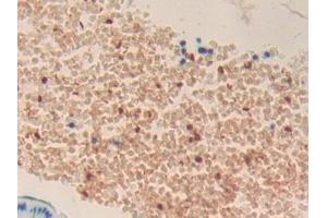 Detection of TPOR in Mouse Lung Tissue using Polyclonal Antibody to Thrombopoietin Receptor (TPOR) (MPL 抗体  (AA 66-260))
