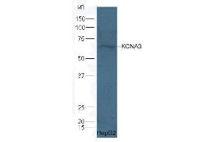 HepG2 lysate probed with Rabbit Anti-KCNA3 polyclonal antibody  at 1:5000 90min in 37˚C (KCNA3 抗体  (AA 485-575))