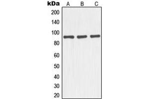 Western blot analysis of NOC3L expression in HEK293T (A), mouse liver (B), rat kidney (C) whole cell lysates.