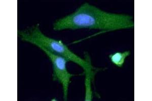 Immunofluorescence (IF) image for anti-Ubiquitin Carboxyl-terminal Esterase L1 (Ubiquitin Thiolesterase) (UCHL1) (AA 1-223) antibody (ABIN306421)