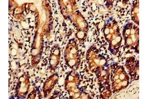 Immunohistochemistry of paraffin-embedded human small intestine tissue using ABIN7144337 at dilution of 1:100 (SERPINC1 抗体  (AA 37-180))