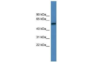 ADRA1D antibody used at 0. (ADRA1D 抗体  (C-Term))