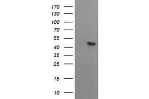 Image no. 1 for anti-Mitochondrial Methionyl-tRNA Formyltransferase (MTFMT) (AA 175-389) antibody (ABIN1491021) (MTFMT 抗体  (AA 175-389))