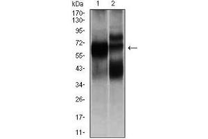 Western blot analysis using HEXA mouse mAb against L1210 (1), and HL7702 (2) cell lysate. (Hexosaminidase A 抗体)