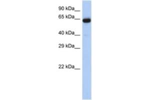 Western Blotting (WB) image for anti-Leucine Rich Repeat Transmembrane Neuronal 1 (LRRTM1) antibody (ABIN2463945) (LRRTM1 抗体)