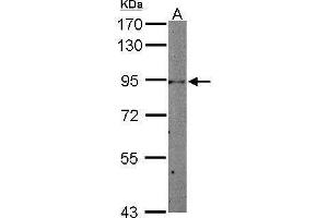 Western Blotting (WB) image for anti-Signal Transducer and Activator of Transcription 3 (Acute-Phase Response Factor) (STAT3) (C-Term) antibody (ABIN2855865)