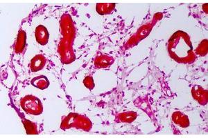 Anti-HSP110 / Heat Shock Protein 110 antibody IHC staining of human breast. (HSPH1 抗体)