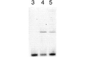 Image no. 1 for anti-Clock Homolog (Mouse) (CLOCK) antibody (ABIN363312) (CLOCK 抗体)