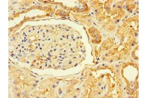 Immunohistochemistry of paraffin-embedded human kidney tissue using ABIN7164505 at dilution of 1:100 (GPR82 抗体  (AA 273-336))