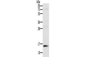 Gel: 10 % SDS-PAGE, Lysate: 40 μg, Lane: Human normal kidney tissue, Primary antibody: ABIN7130371(NDUFA6 Antibody) at dilution 1/250, Secondary antibody: Goat anti rabbit IgG at 1/8000 dilution, Exposure time: 1 minute