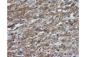 Image no. 5 for anti-NME/NM23 Nucleoside Diphosphate Kinase 4 (NME4) antibody (ABIN1499775) (NME4 抗体)