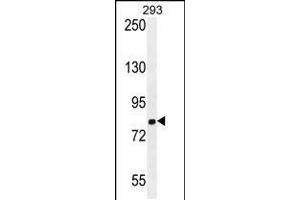 Western blot analysis in 293 cell line lysates (35ug/lane). (GGCX 抗体  (AA 548-578))