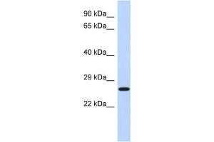 Western Blotting (WB) image for anti-EF-Hand Domain Family, Member D2 (EFHD2) antibody (ABIN2460079) (EFHD2 抗体)
