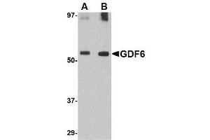 Image no. 1 for anti-Growth Differentiation Factor 6 (GDF6) (C-Term) antibody (ABIN342682) (GDF6 抗体  (C-Term))