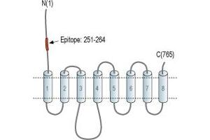 Representative domain view of the target of ABIN7885491.