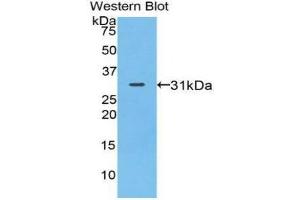 Western Blotting (WB) image for anti-Myosin IA (MYO1A) (AA 781-1043) antibody (ABIN1078382) (Myosin IA 抗体  (AA 781-1043))