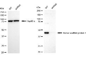 Western blotting analysis using homer scaffold protein 1 antibody (ABIN7800940).