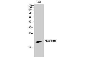 Western Blotting (WB) image for anti-Histone 3 (H3) (Lys386) antibody (ABIN3185031) (Histone 3 抗体  (Lys386))